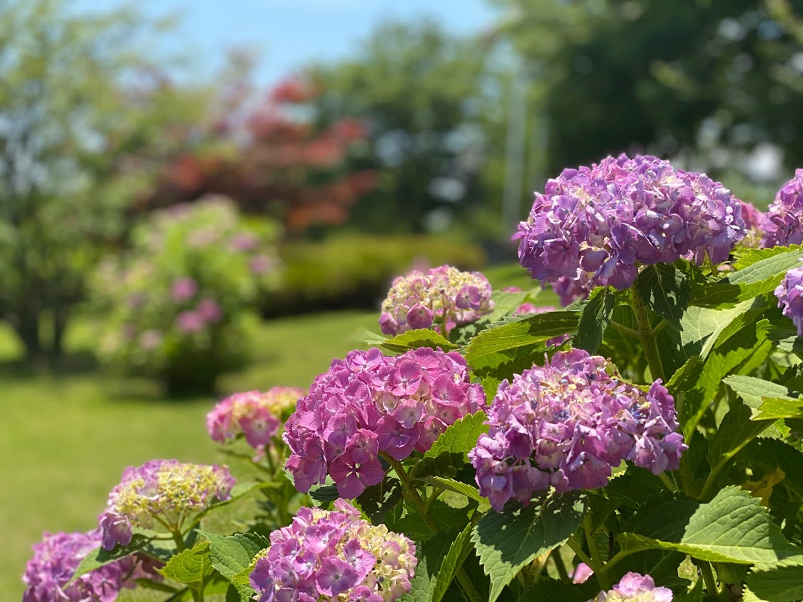 アジサイの花